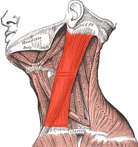 200px-Sternocleidomastoideus.jpg