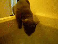 哎呀呀。。 偶似乎走错地方噶.gif