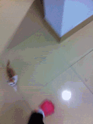 这货不是猫！！！！！这货是猴子！！！！是树袋熊！！！！.gif