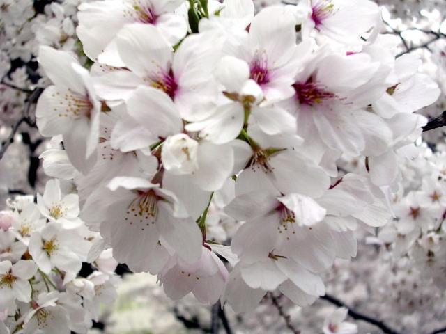 1_日本_樱花z.jpg