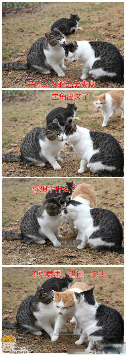 光棍节，猫爷教你怎么拆散情侣！.jpg
