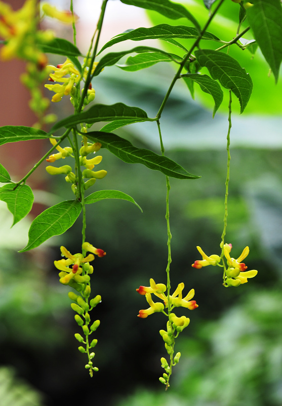 黄花倒水莲.jpg