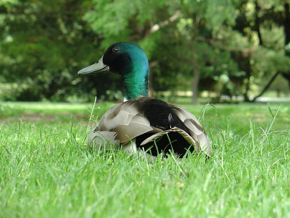 A duck in Hegly park in Christchurch NZ.jpg