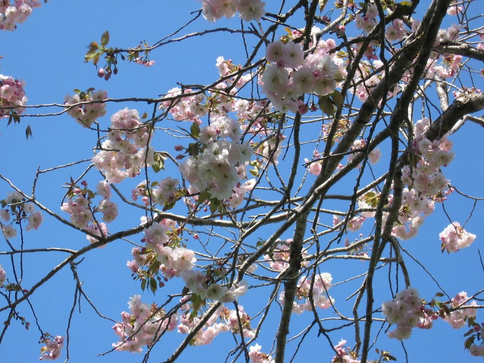 Cherries in Hagley Park in Christchurch NZ.jpg