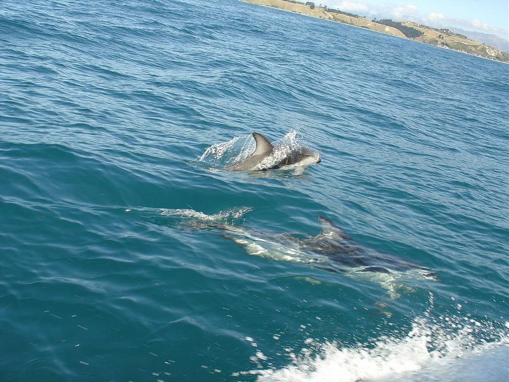 Dopphins in Kaikoura in NZ.jpg