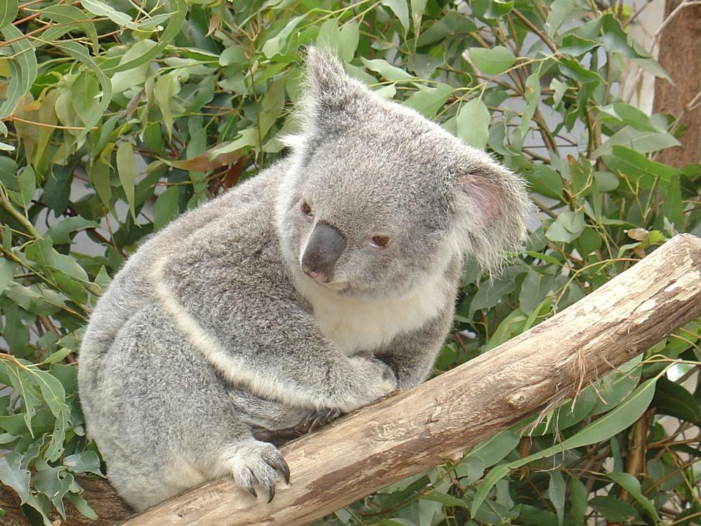 Koala in Zoo in Austrilia.jpg