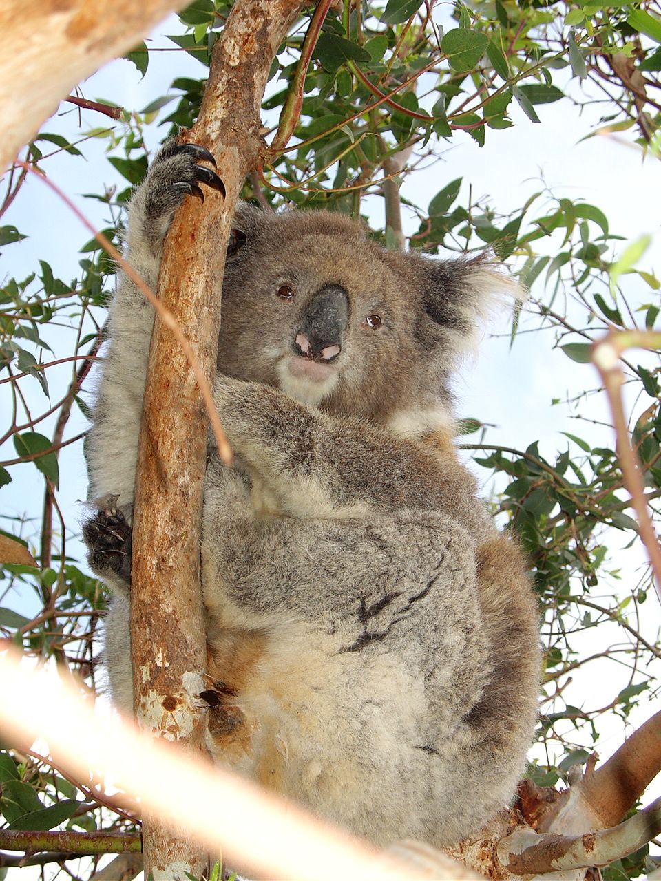 Koala on the tree by the restaurant that I had lunch.jpg