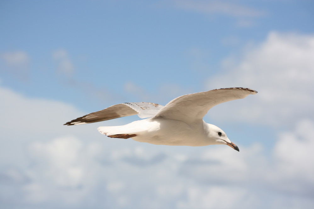 SEA-GULL.jpg