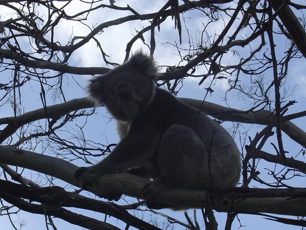 Wild Koala Austrilia.jpg