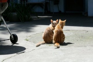 10小样 看什么看 没有见过猫拍拖吗.jpg