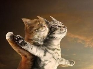 49猫咪版 泰特尼克号.jpg