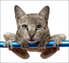 77各种被 被青蛙的猫咪.jpg