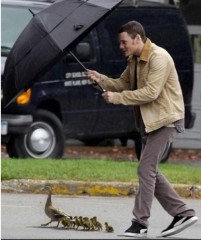 104好有爱 保镖打伞护鸭子过马路.jpg