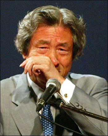 日本小犬.jpg