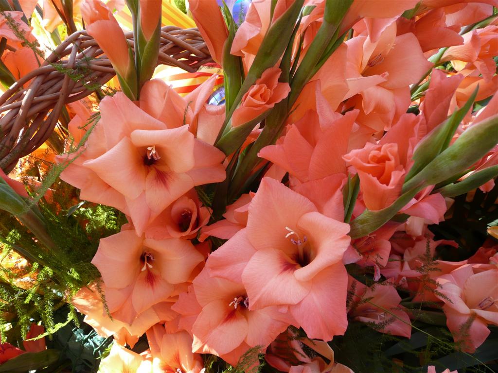 P1000738 (Large).JPG