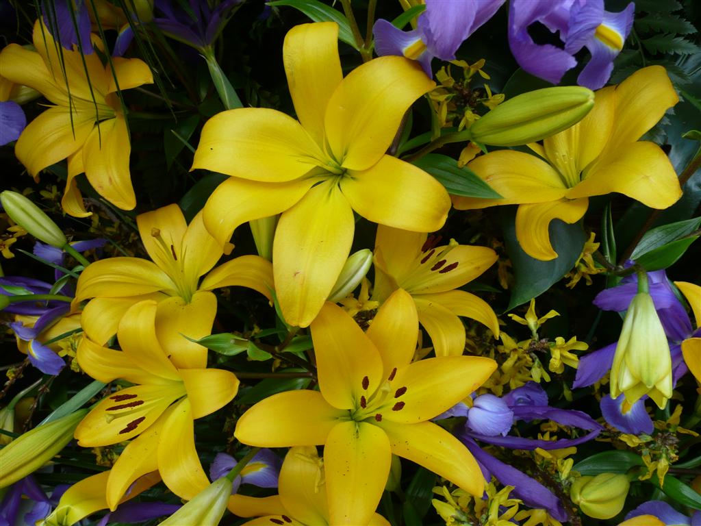 P1000740 (Large).JPG