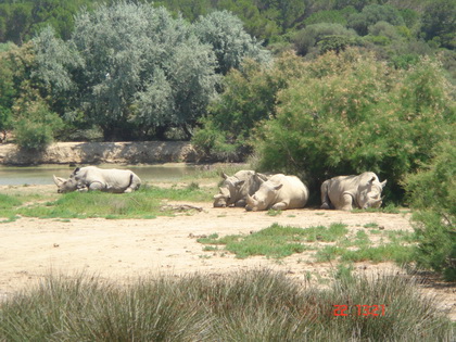 一群犀牛大哥在午休~~~~~~~