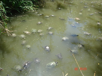 一个池塘的龟龟~~~~~~好多