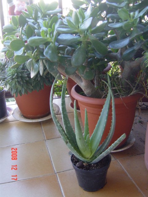 DSC01386.JPG