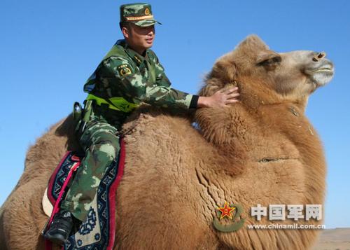 亲密战友.jpg